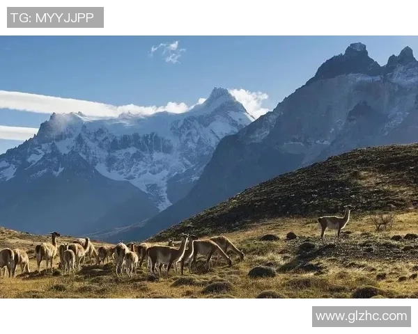 智利大学与圣地亚哥漫游者的精彩对决揭示足球魅力与团队精神